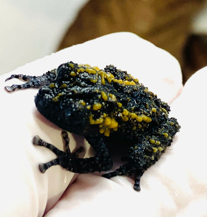 CB Lava Mossy Froglets (Theloderma Gordoni)