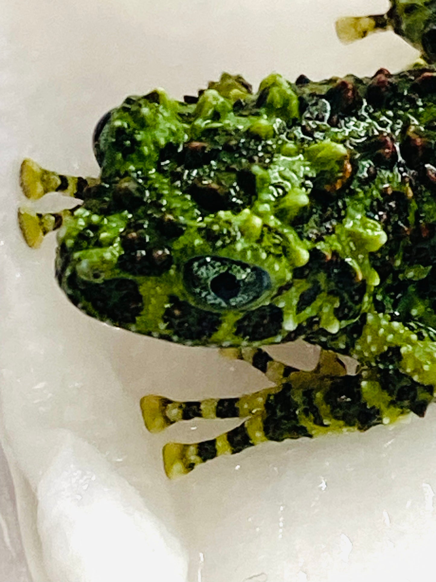 CB Vietnamese Mossy Froglets (Theloderma Cortical)