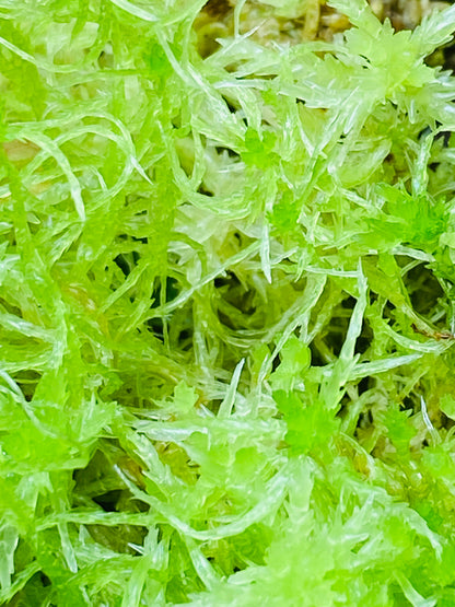 Live NZ Moss