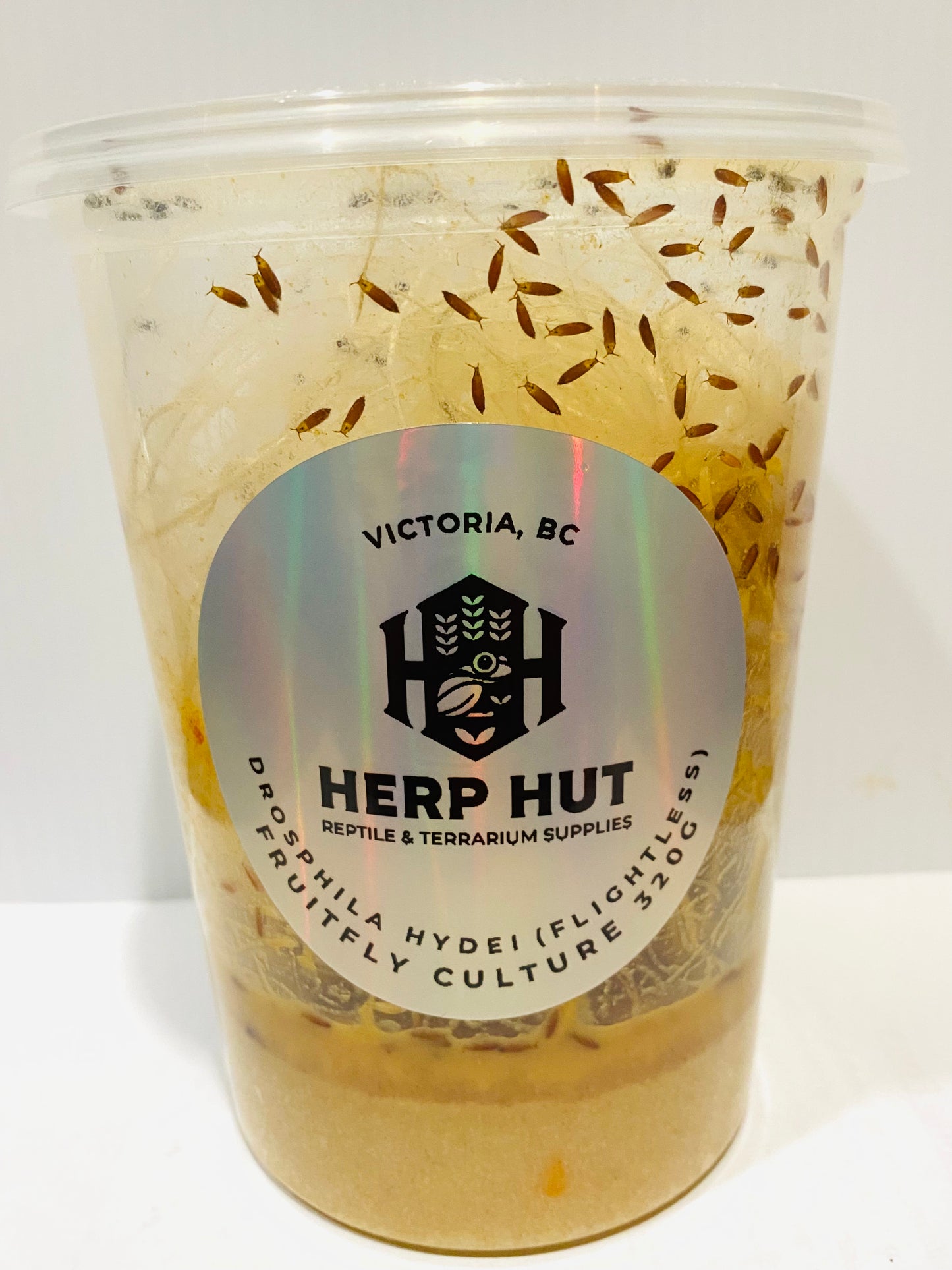 Ready Made Fruit Fly Cultures