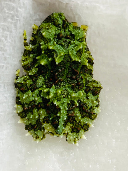 CB Vietnamese Mossy Froglets (Theloderma Cortical)