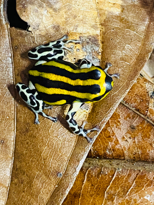 Ranitomeya sirensis “Rio Pachitea Yellow” dart frog
