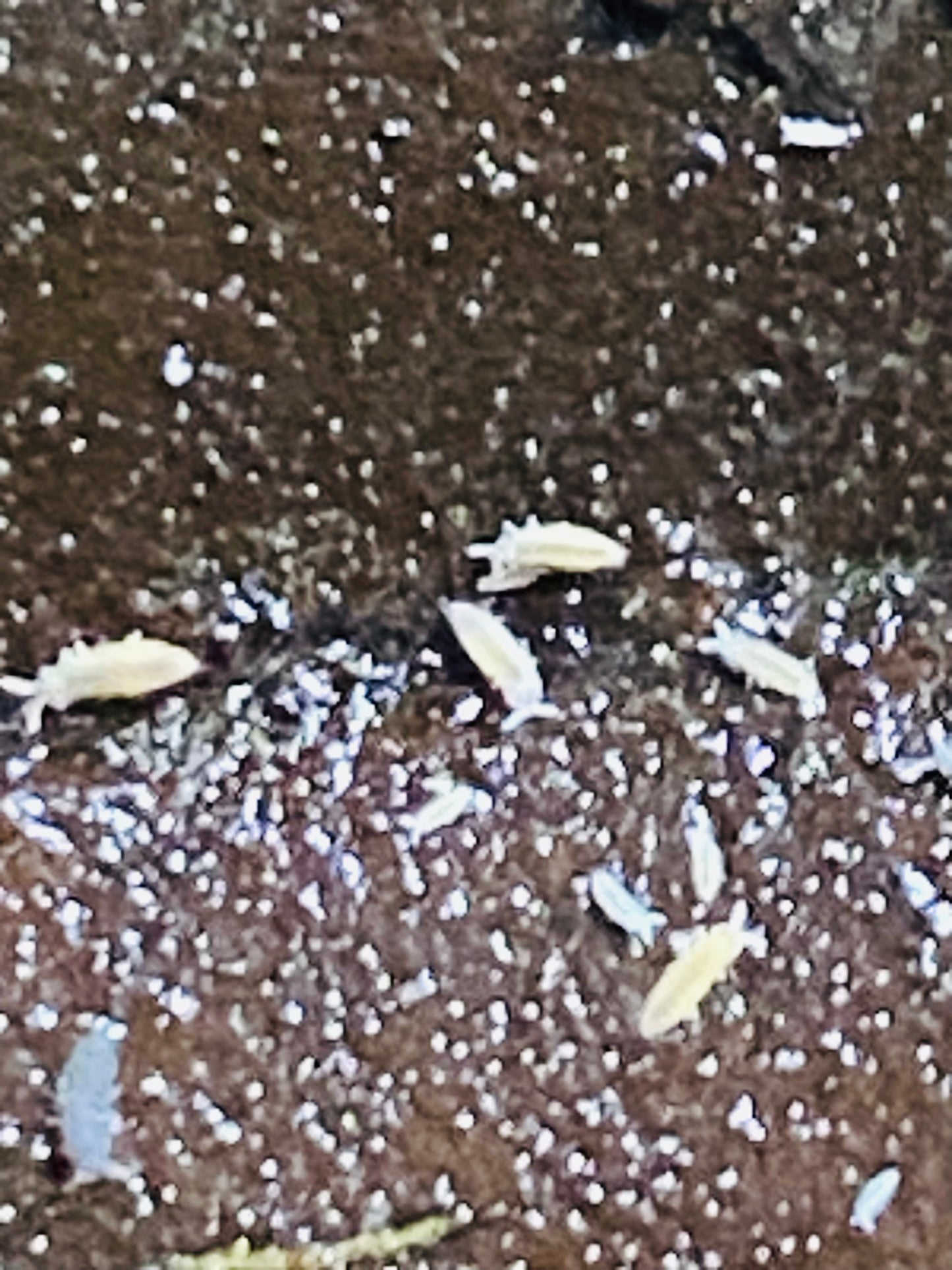 Ceratophysella sp. "Lilac" with yellow/white variants-4oz deli cup culture