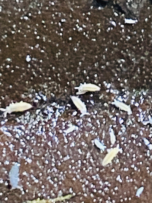 Ceratophysella sp. "Lilac" with yellow/white variants-4oz deli cup culture