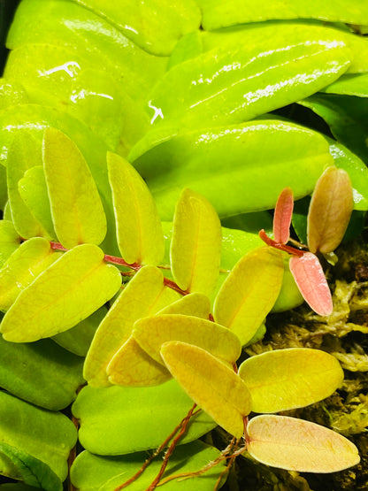 Marcgravia sintenisii