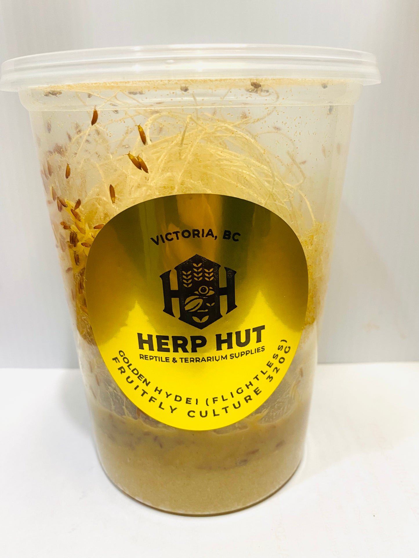 Ready Made Fruit Fly Cultures