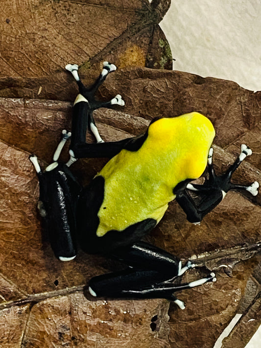 DENDROBATES TINCTORIUS "YELLOWBACK"