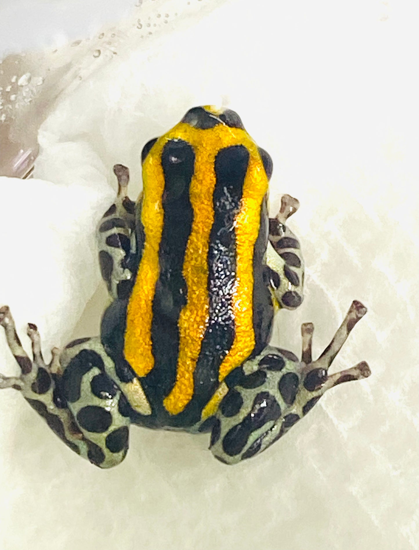 Ranitomeya sirensis “Rio Pachitea Yellow” dart frog