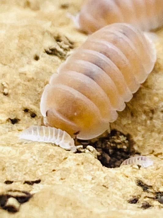 Papaya (Cubaris murina) Isopods