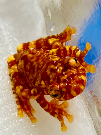 CB Wallaces Flying Froglets (Rhacophorus Nigropalmatus)