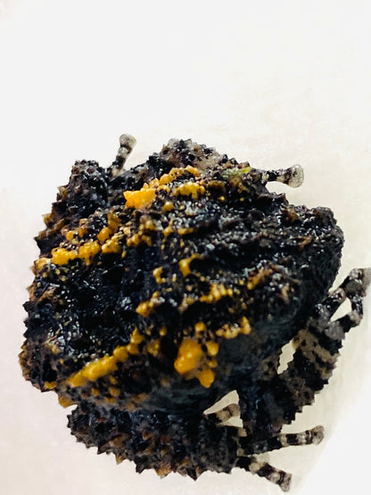 CB Lava Mossy Froglets (Theloderma Gordoni)