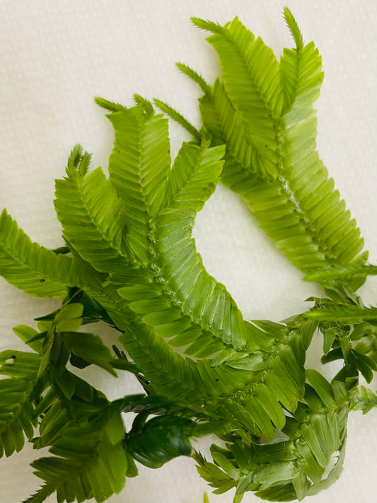 Selaginella truncata 'Saposa' B107