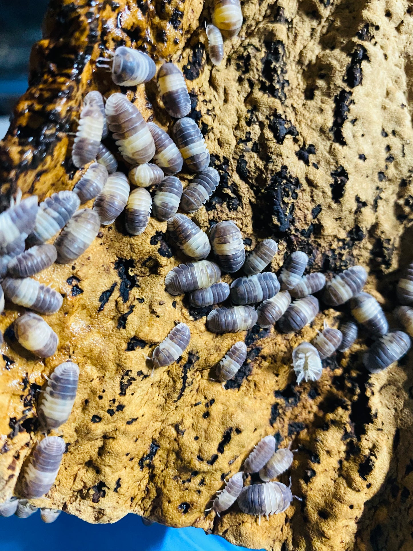 Panda King (Cubaris sp.) Isopods