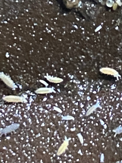 Ceratophysella sp. "Lilac" with yellow/white variants-4oz deli cup culture