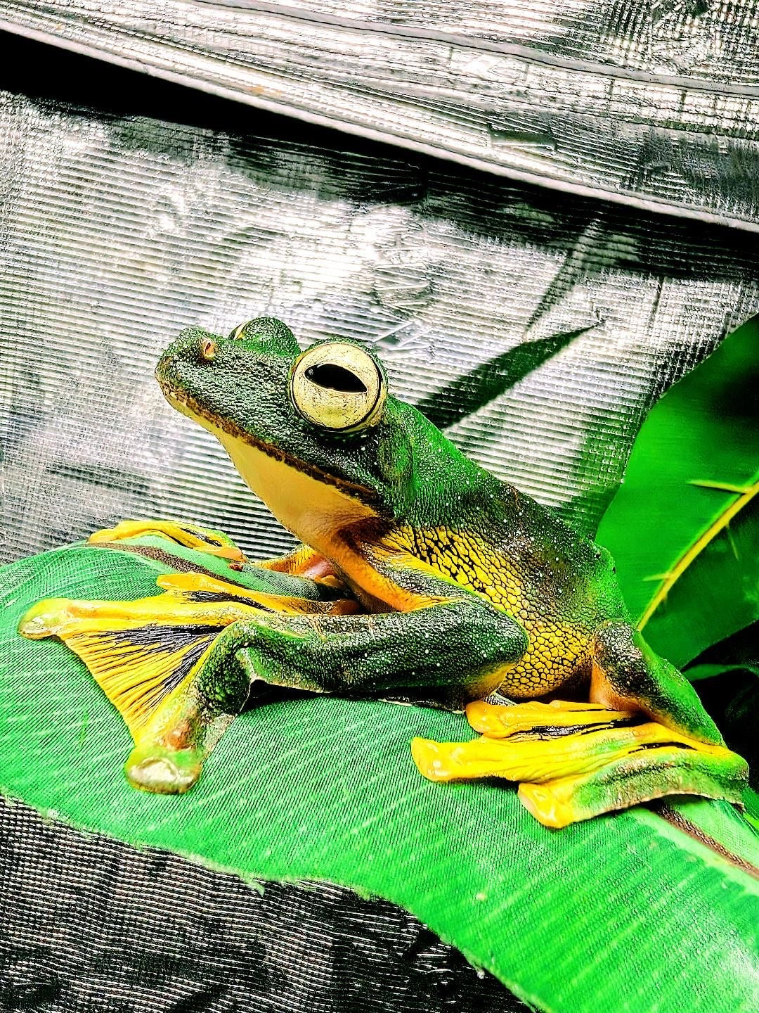 CB Wallaces Flying Froglets (Rhacophorus Nigropalmatus) PRESALE ONLY- Arriving end of JULY
