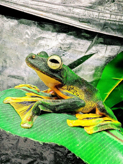 CB Wallaces Flying Froglets (Rhacophorus Nigropalmatus) PRESALE ONLY- Arriving end of JULY