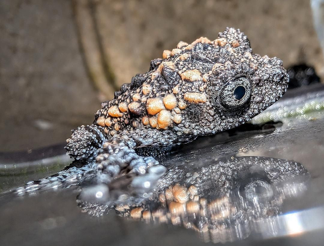 CB Lava Mossy Froglets (Theloderma Gordoni) PRESALE ONLY- Arriving end of JULY