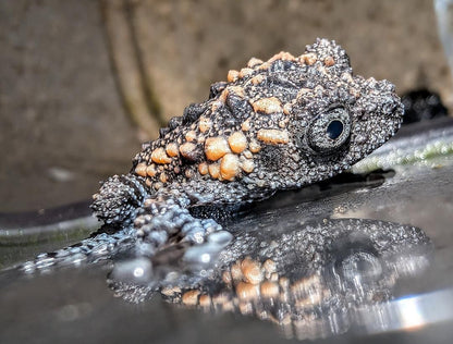CB Lava Mossy Froglets (Theloderma Gordoni) PRESALE ONLY- Arriving end of JULY