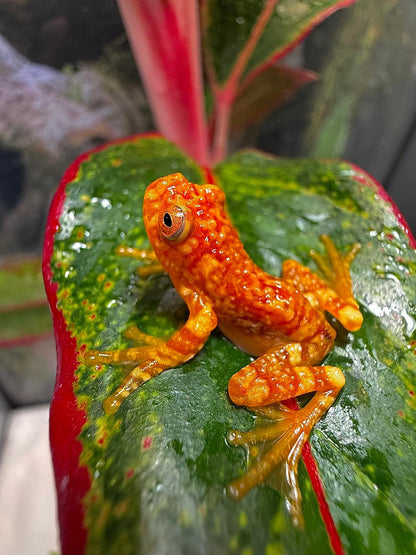 CB Wallaces Flying Froglets (Rhacophorus Nigropalmatus) PRESALE ONLY- Arriving end of JULY