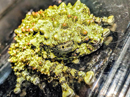 CB Vietnamese Mossy Froglets (Theloderma Corticale) PRESALE ONLY - Arriving end of JULY
