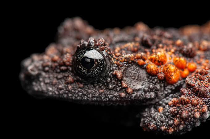 CB Lava Mossy Froglets (Theloderma Gordoni) PRESALE ONLY- Arriving end of JULY