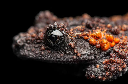 CB Lava Mossy Froglets (Theloderma Gordoni) PRESALE ONLY- Arriving end of JULY
