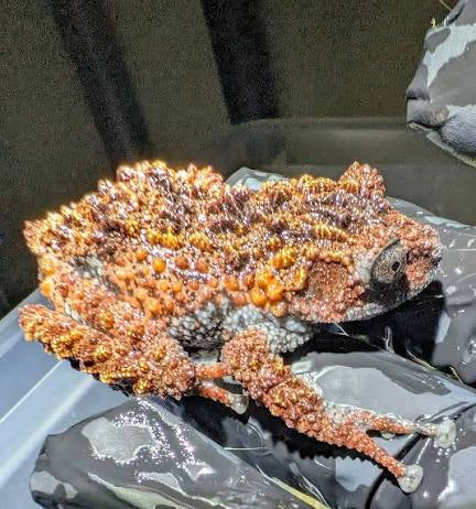 CB Lava Mossy Froglets (Theloderma Gordoni) PRESALE ONLY- Arriving end of JULY