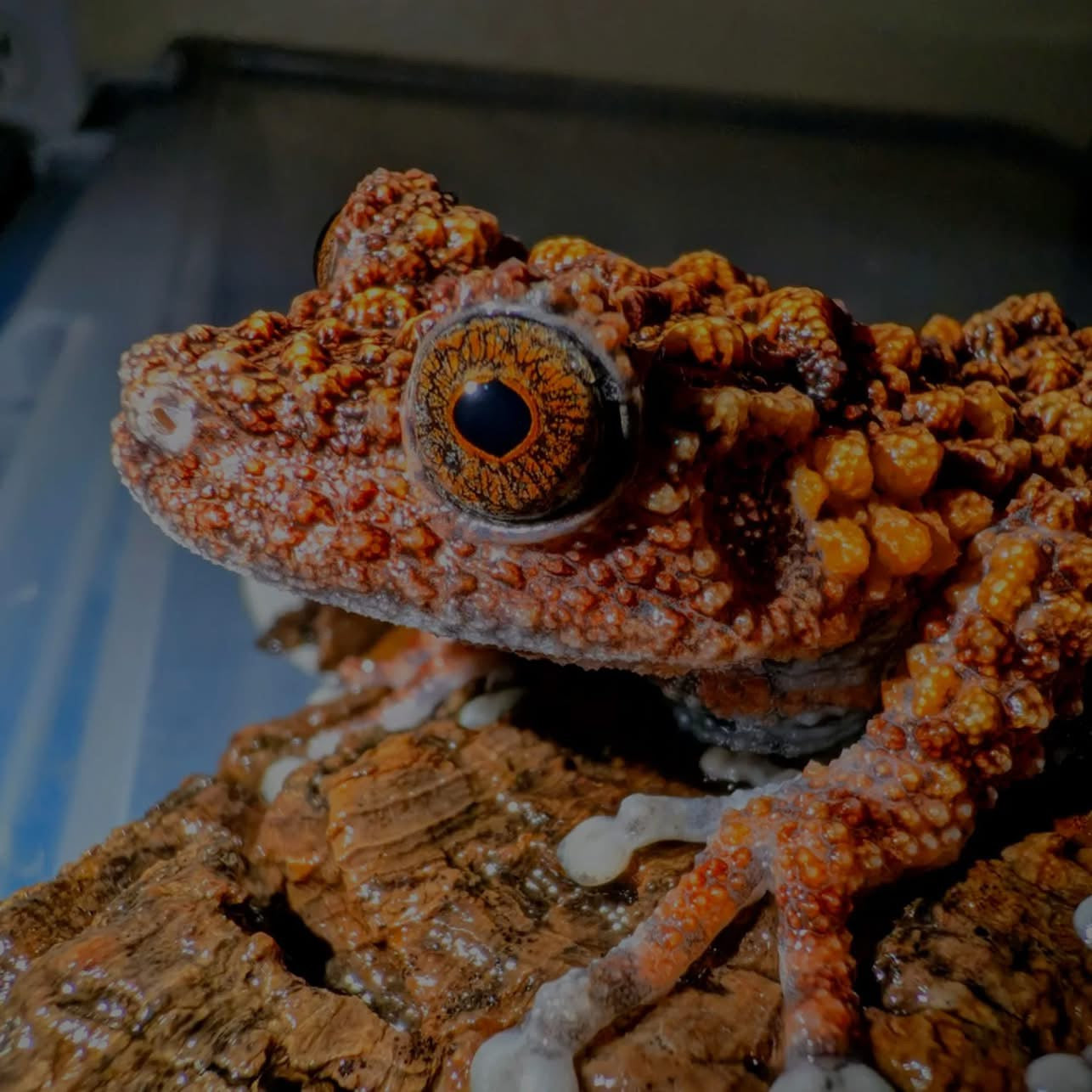 CB Lava Mossy Froglets (Theloderma Gordoni) PRESALE ONLY- Arriving end of JULY