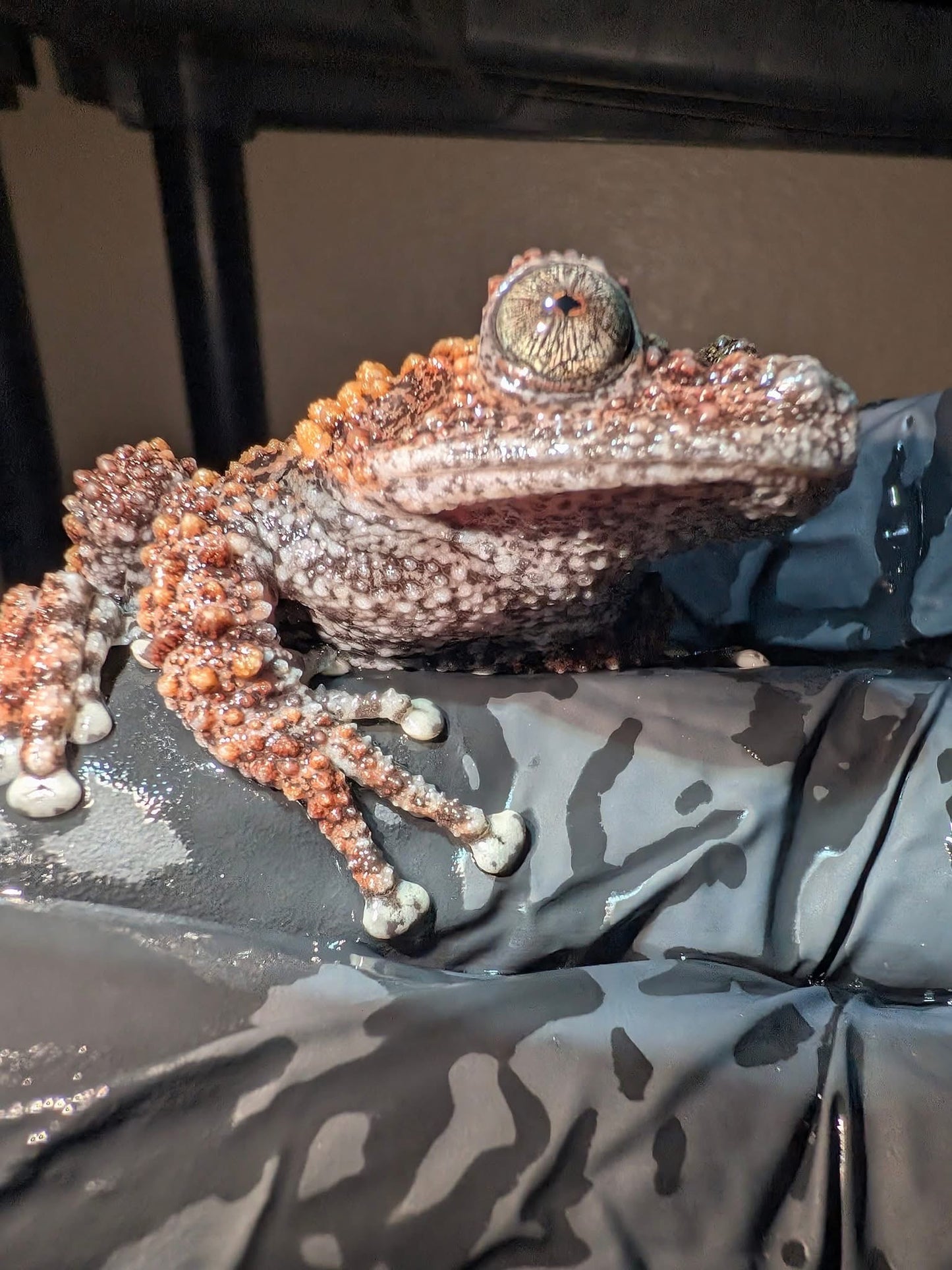CB Lava Mossy Froglets (Theloderma Gordoni) PRESALE ONLY- Arriving end of JULY