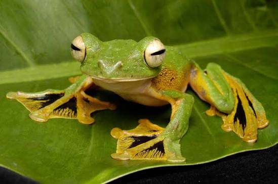 CB Wallaces Flying Froglets (Rhacophorus Nigropalmatus) PRESALE ONLY- Arriving end of JULY