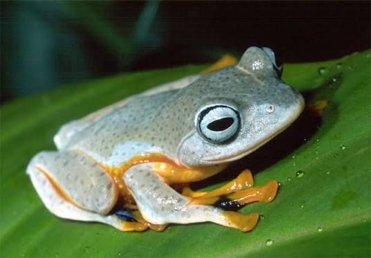 CB Wallaces Flying Froglets (Rhacophorus Nigropalmatus) PRESALE ONLY- Arriving end of JULY