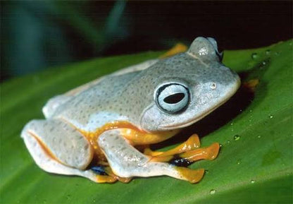 CB Wallaces Flying Froglets (Rhacophorus Nigropalmatus) PRESALE ONLY- Arriving end of JULY