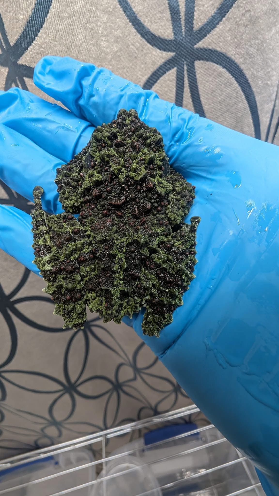 CB Vietnamese Mossy Froglets (Theloderma Corticale) PRESALE ONLY - Arriving end of JULY