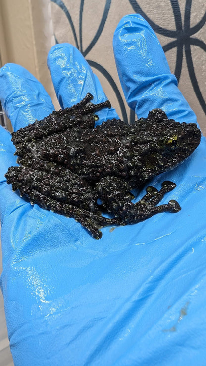 CB Vietnamese Mossy Froglets (Theloderma Corticale) PRESALE ONLY - Arriving end of JULY