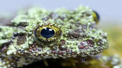 CB Vietnamese Mossy Froglets (Theloderma Corticale) PRESALE ONLY - Arriving end of JULY