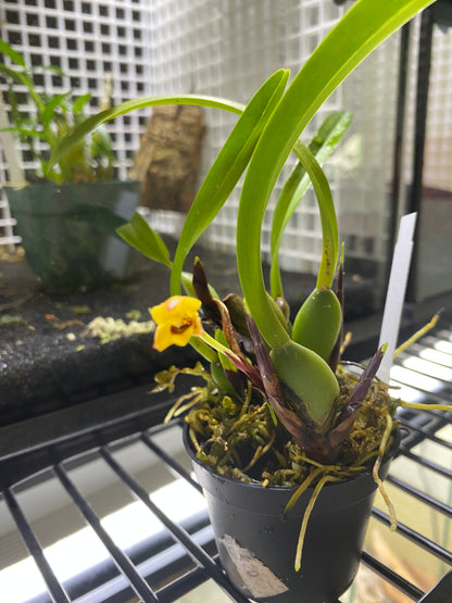 Maxillaria variabilis (yellow)- pot grown