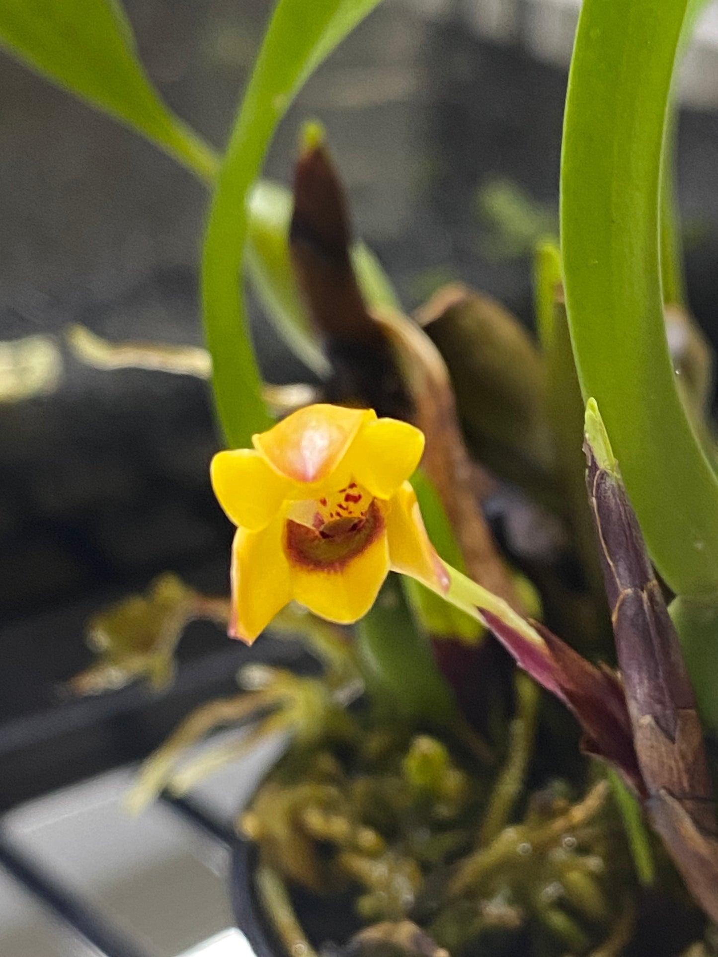 Maxillaria variabilis (yellow)- pot grown