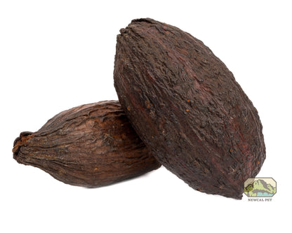 Cocoa Pod Hideout 5-7 inches