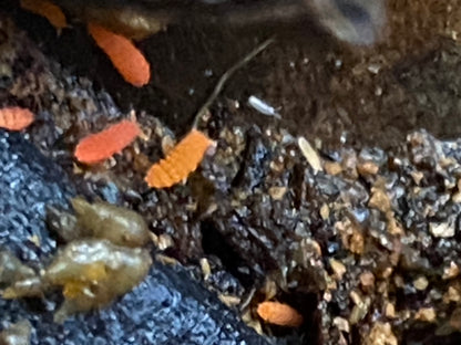 Yuukianura aphoruroides - Spanish Red/Orange Springtails