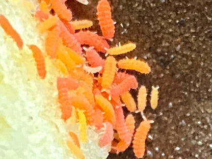 Yuukianura aphoruroides - Spanish Red/Orange Springtails