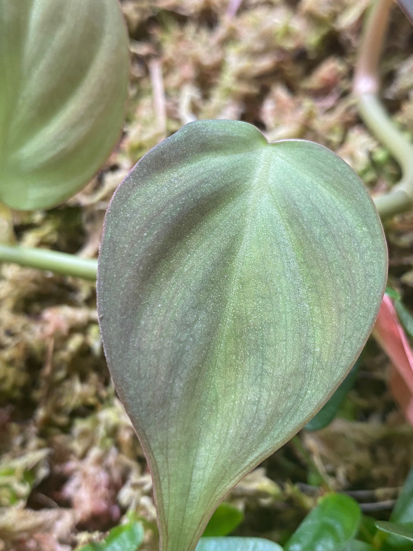 Philodendron camposportoanm