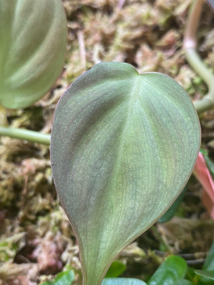 Philodendron camposportoanm