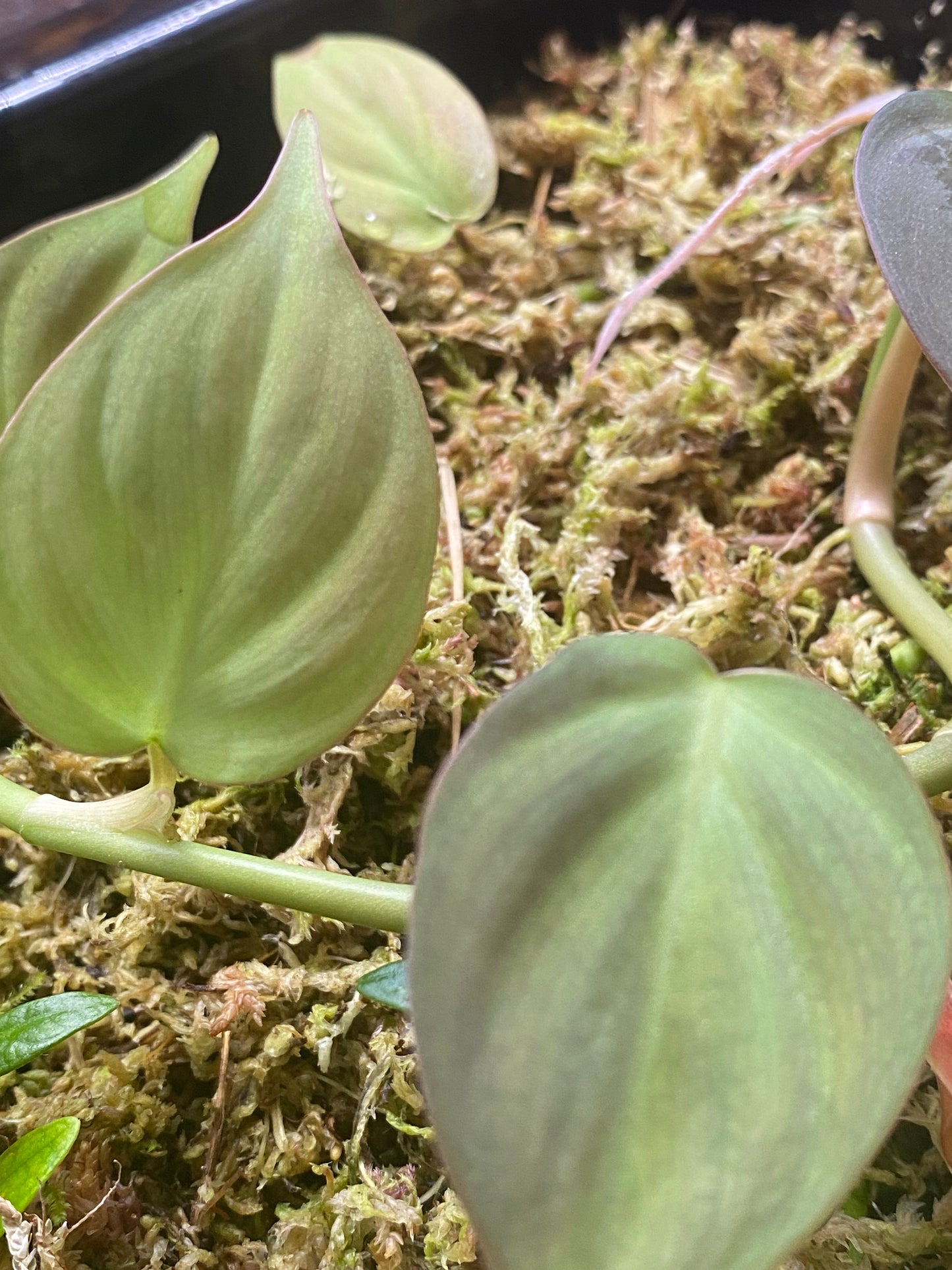 Philodendron camposportoanm