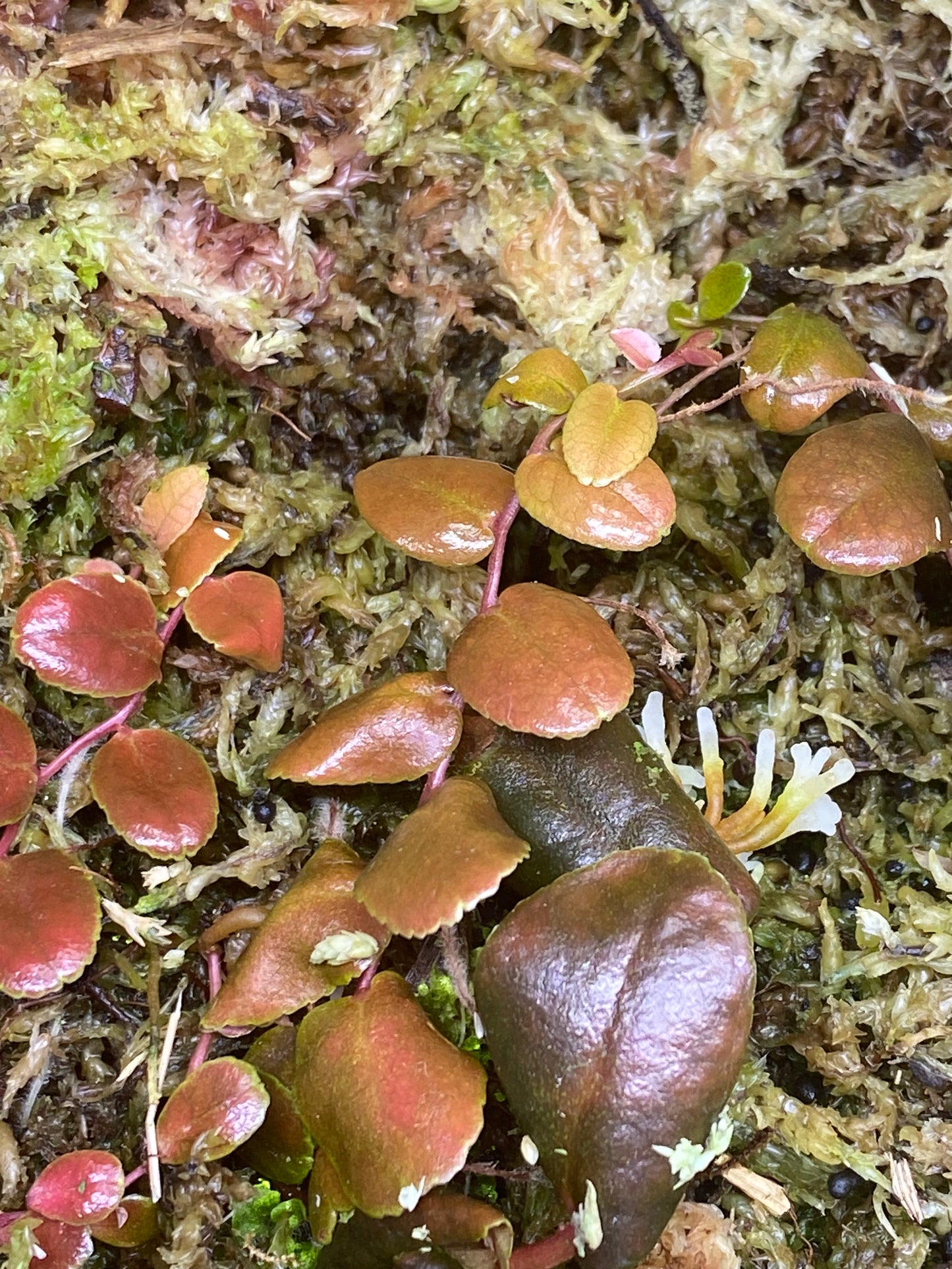 Marcgravia sp. "Burgundy/Brown"