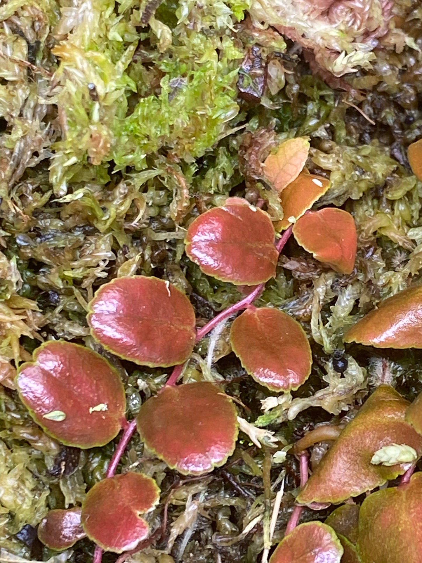 Marcgravia sp. "Burgundy/Brown"