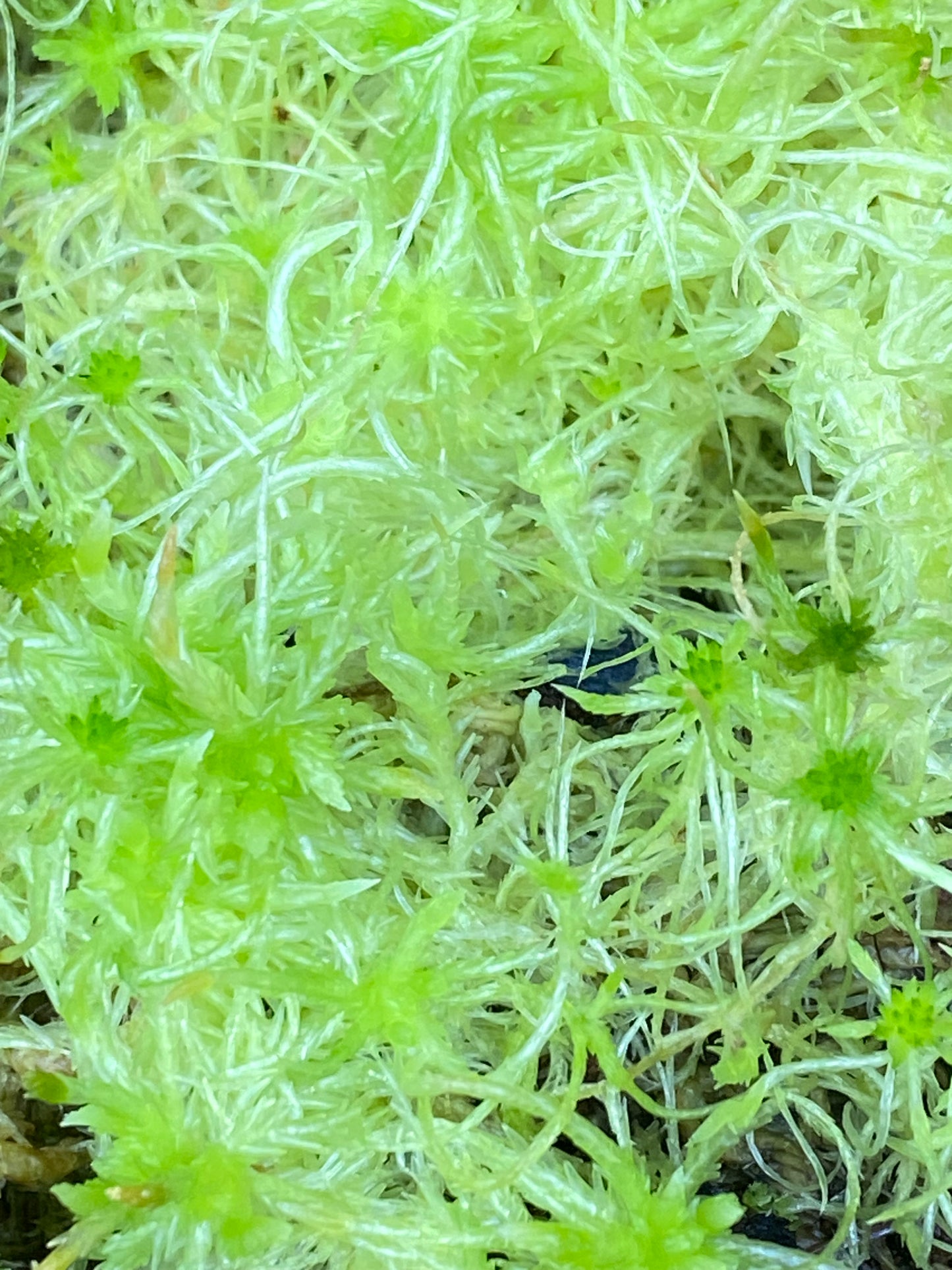Live NZ Moss
