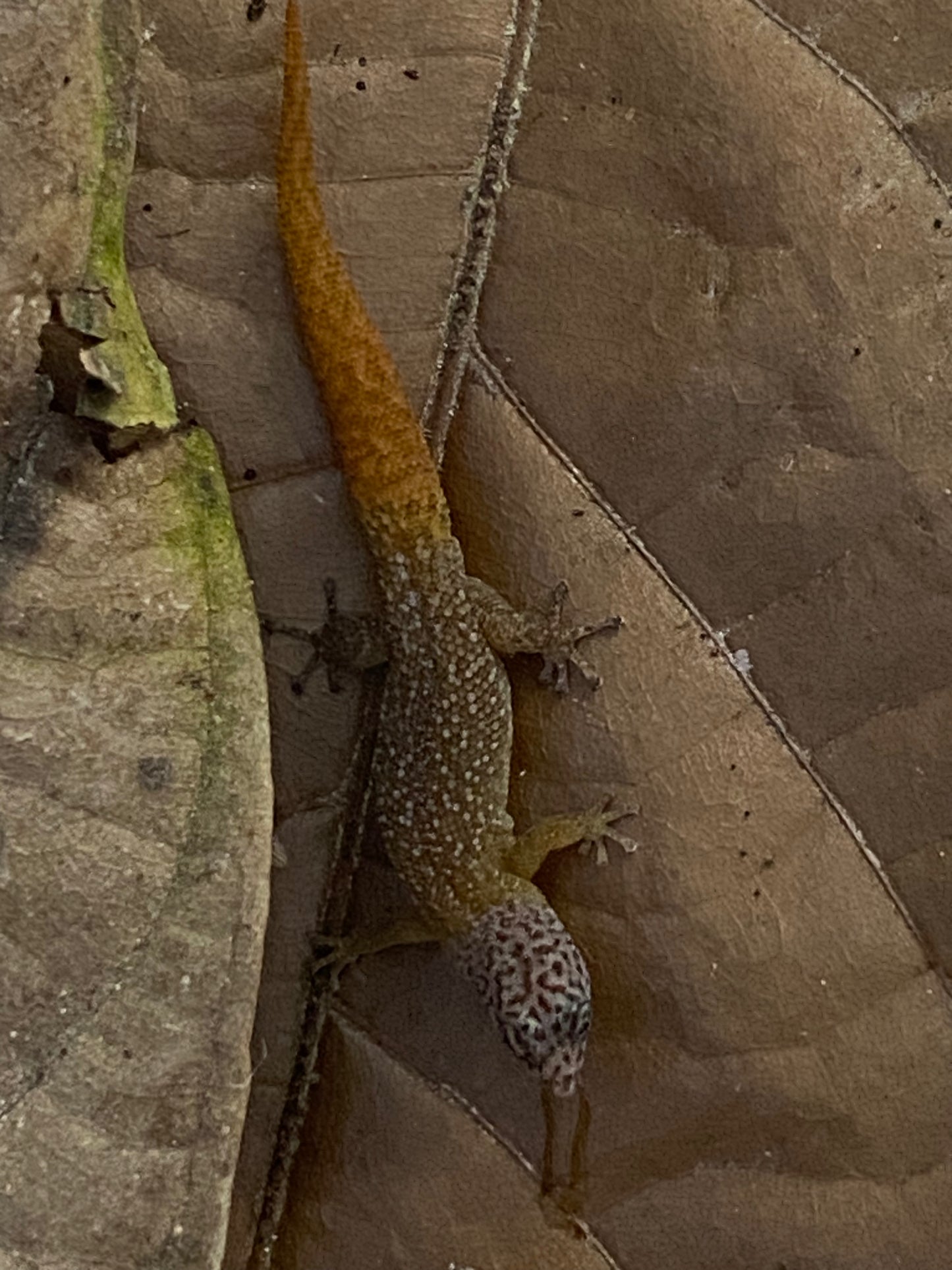 Sphaerodactylus
 Fantasticus Fantasticus