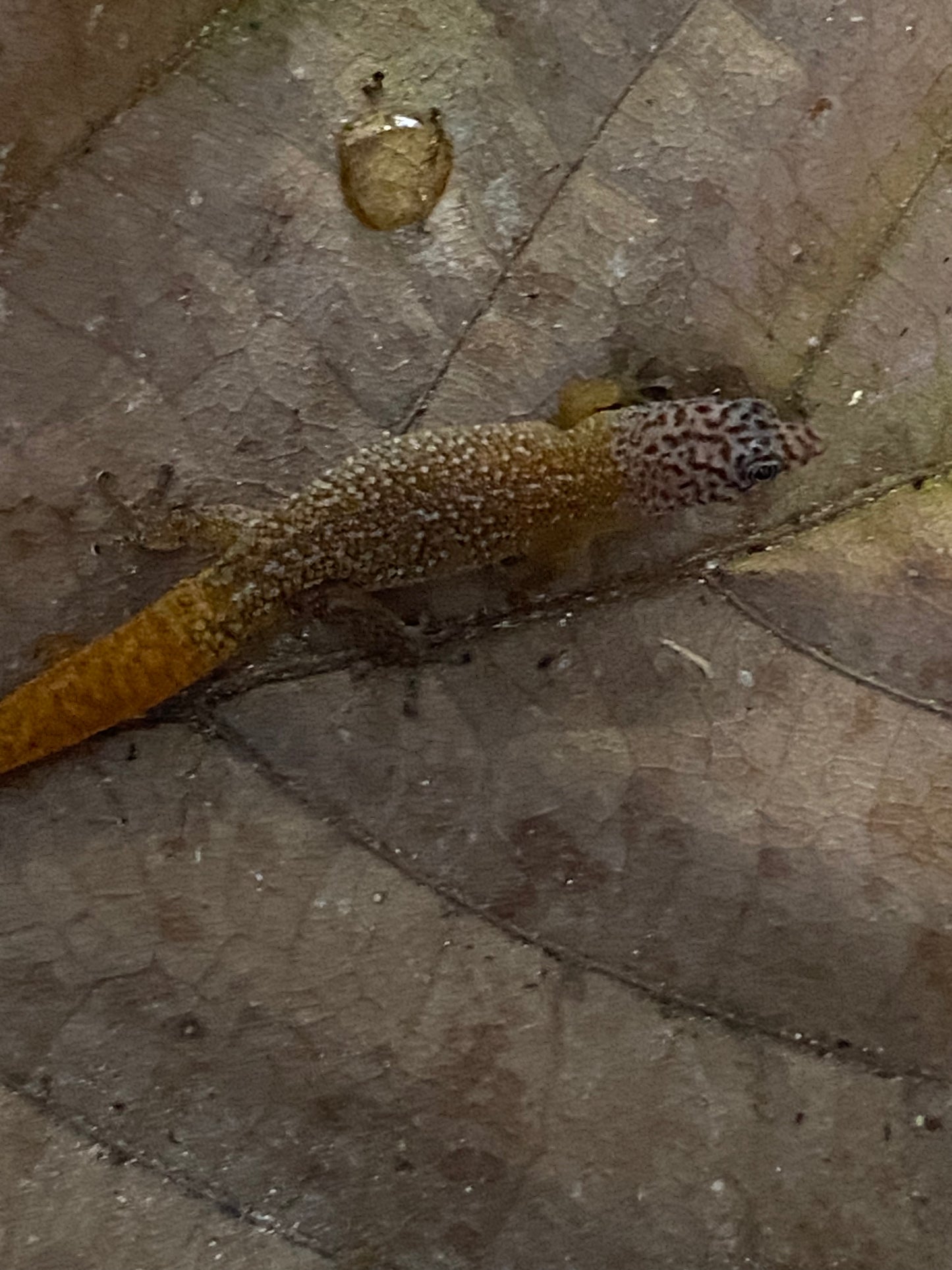 Sphaerodactylus
 Fantasticus Fantasticus