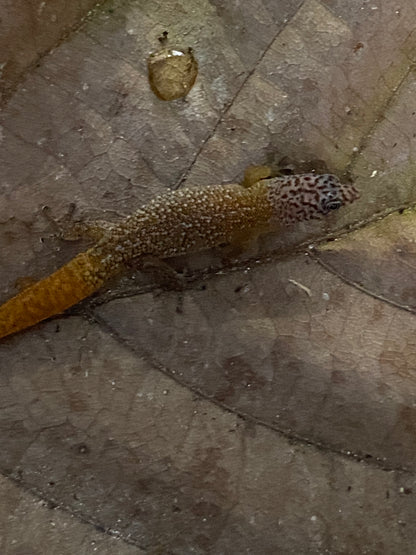 Sphaerodactylus
 Fantasticus Fantasticus