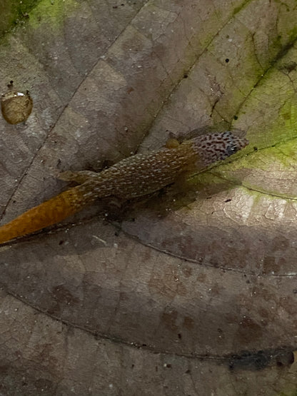 Sphaerodactylus
 Fantasticus Fantasticus